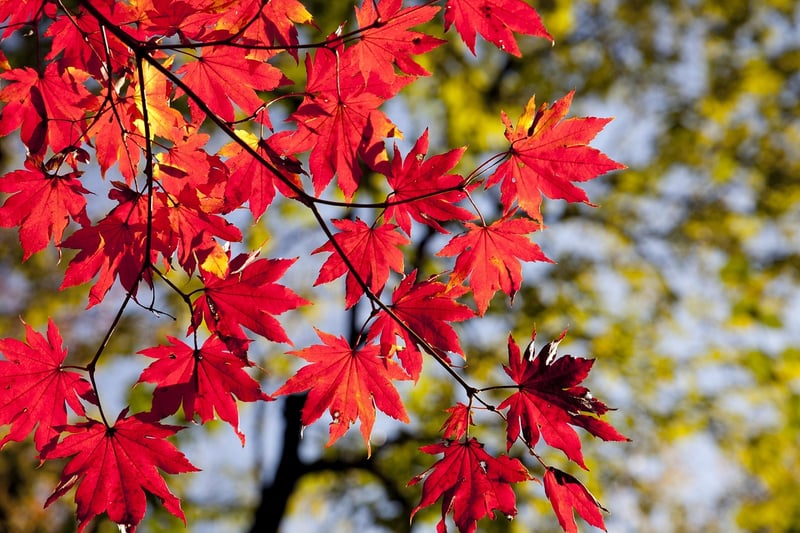 Fall Leaves Design