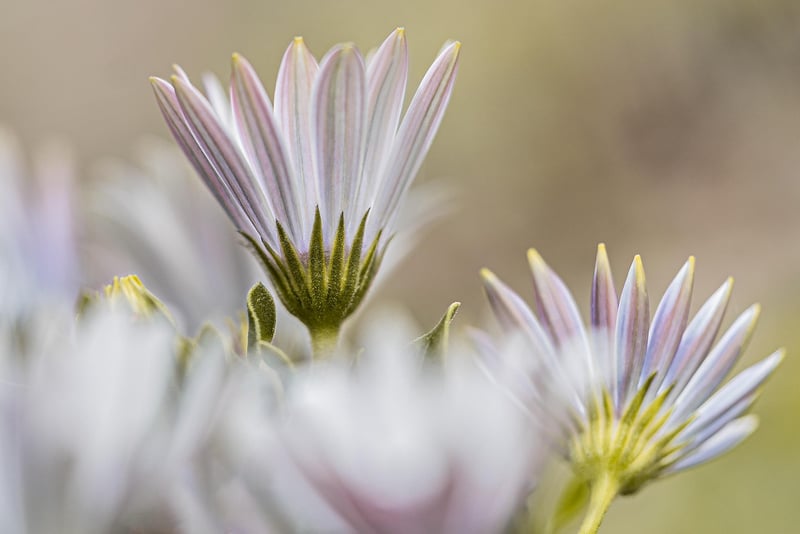 Spring Floral Design