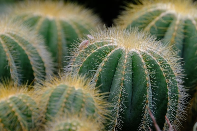 Succulent Plant Decor