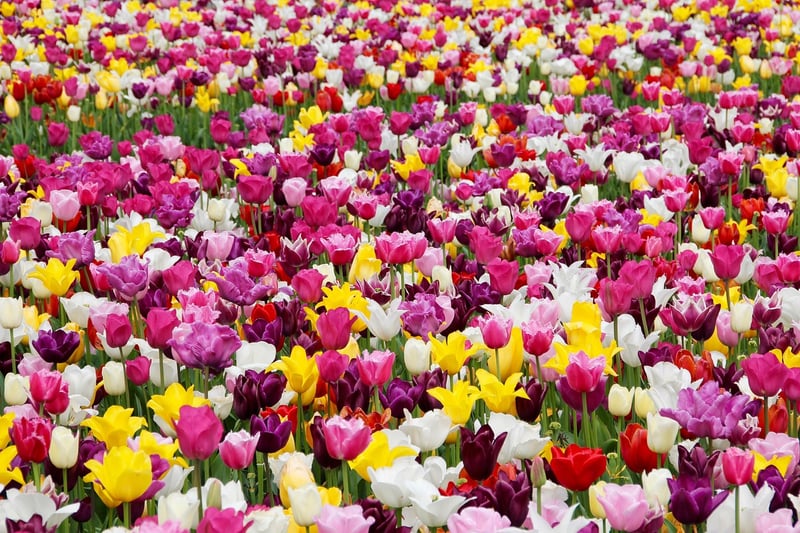 Colorful Arrangements